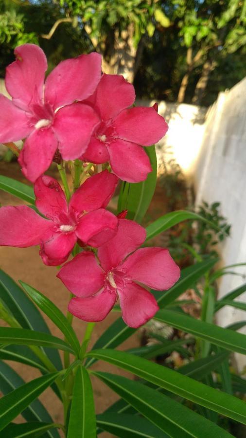 אנוראדפורה Umaya Holiday Home מראה חיצוני תמונה